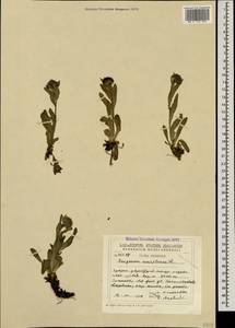 Erigeron uniflorus L., Caucasus, Georgia (K4) (Georgia)