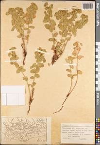 Euphorbia, Middle Asia, Pamir & Pamiro-Alai (M2) (Tajikistan)