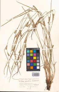 Carex secalina Willd. ex Wahlenb., Eastern Europe, Moscow region (E4a) (Russia)