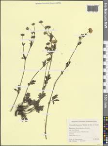 Potentilla recta subsp. laciniosa (Waldst. & Kit. ex Nestl.) Nyman, Caucasus, Dagestan (K2) (Russia)