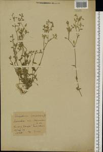 Cerastium holosteoides Fr., Eastern Europe, Moscow region (E4a) (Russia)