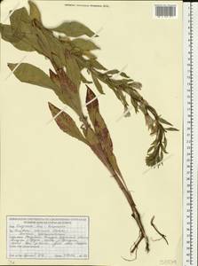 Oenothera × rubricaulis Kleb., Eastern Europe, Belarus (E3a) (Belarus)