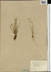 Carex capillaris L., Eastern Europe, Moscow region (E4a) (Russia)