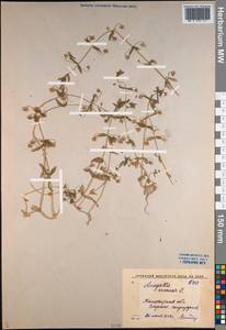 Lysimachia arvensis subsp. arvensis, Middle Asia, Western Tian Shan & Karatau (M3) (Uzbekistan)