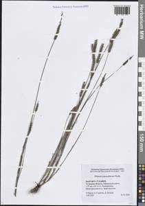 Phleum paniculatum Huds., Eastern Europe, Central region (E4) (Russia)