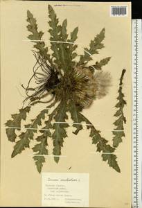 Cirsium esculentum (Siev.) C. A. Mey., Eastern Europe, Central region (E4) (Russia)