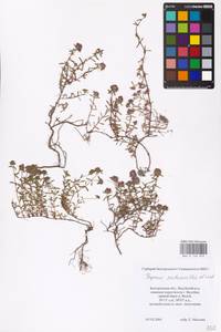 MHA 0 156 945, Thymus calcareus Klokov & Des.-Shost., Eastern Europe, Central forest-and-steppe region (E6) (Russia)
