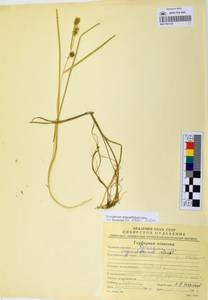 MAG 0003136, Sparganium angustifolium Michx., Siberia, Chukotka & Kamchatka (S7) (Russia)