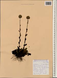 Globularia trichosantha Fisch. & C. A. Mey., Caucasus, Krasnodar Krai & Adygea (K1a) (Russia)