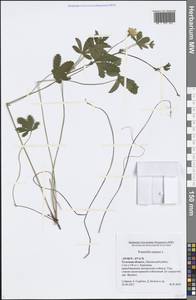 Potentilla reptans L., Eastern Europe, Central region (E4) (Russia)