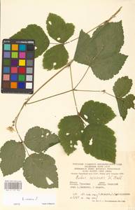 Rubus caesius L., Eastern Europe, Central region (E4) (Russia)