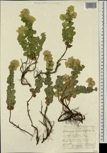 Origanum rotundifolium Boiss., Caucasus, Turkish Caucasus (NE Turkey) (K7) (Turkey)