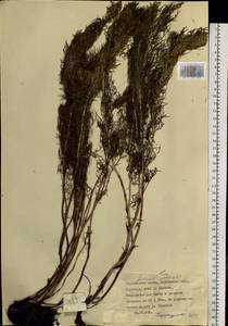 Adonis vernalis L., Siberia, Western Siberia (S1) (Russia)