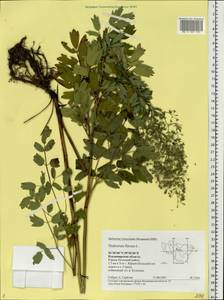 Thalictrum flavum L., Eastern Europe, Central region (E4) (Russia)