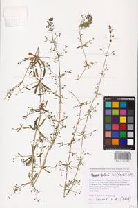 Galium spurium L., Eastern Europe, Lower Volga region (E9) (Russia)
