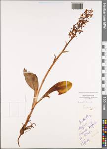 Platanthera densa Freyn, Siberia, Russian Far East (S6) (Russia)