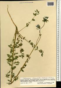 Codonopsis clematidea (Schrenk) C.B.Clarke, Mongolia (MONG) (Mongolia)
