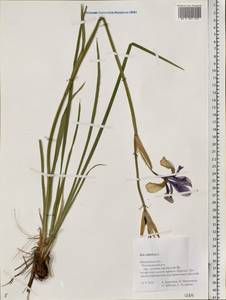 Iris sibirica L., Eastern Europe, Central forest region (E5) (Russia)