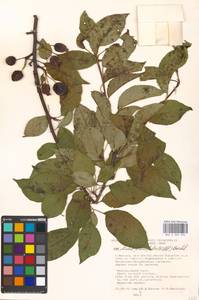 Malus prunifolia (Willd.) Borkh., Eastern Europe, Moscow region (E4a) (Russia)