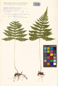 Phegopteris connectilis (Michx.) Watt, Siberia, Russian Far East (S6) (Russia)
