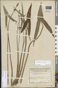 Sagittaria trifolia L., Middle Asia, Syr-Darian deserts & Kyzylkum (M7) (Kazakhstan)
