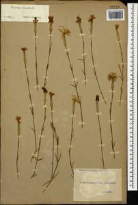 Dianthus crinitus Sm., Caucasus, Georgia (K4) (Georgia)
