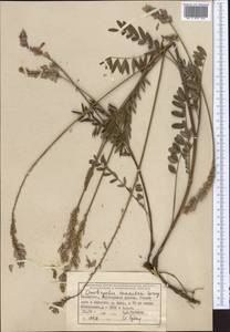 Onobrychis arenaria subsp. sibirica (Besser)P.W.Ball, Middle Asia, Dzungarian Alatau & Tarbagatai (M5) (Kazakhstan)