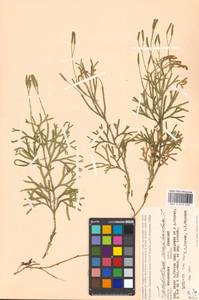 Diphasiastrum complanatum subsp. complanatum, Eastern Europe, Moscow region (E4a) (Russia)