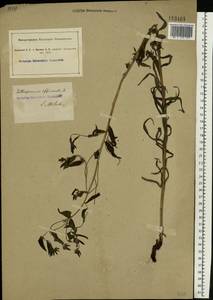 Lithospermum officinale L., Eastern Europe, South Ukrainian region (E12) (Ukraine)