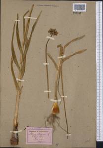 Allium obliquum L., Middle Asia, Dzungarian Alatau & Tarbagatai (M5) (Kazakhstan)