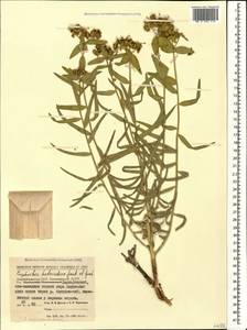 Euphorbia heteradena Jaub. & Spach, Caucasus, Azerbaijan (K6) (Azerbaijan)