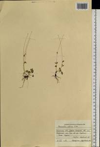 Ranunculus arcticus Richardson, Siberia, Western Siberia (S1) (Russia)