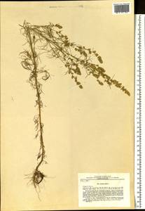 Artemisia palustris L., Siberia, Russian Far East (S6) (Russia)