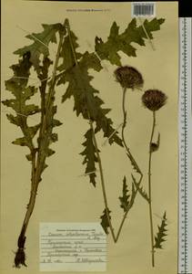 Cirsium schantarense Trautv. & C. A. Mey., Siberia, Russian Far East (S6) (Russia)