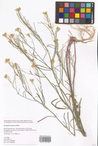 Erysimum diffusum Ehrh., Eastern Europe, Lower Volga region (E9) (Russia)