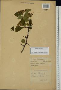 Crataegus sanguinea Pall., Eastern Europe, Eastern region (E10) (Russia)