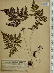 Gymnocarpium robertianum (Hoffm.) Newman, Eastern Europe, Volga-Kama region (E7) (Russia)