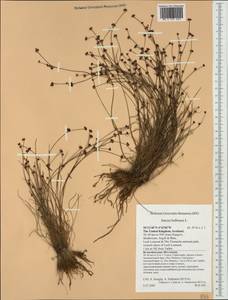 Juncus bulbosus L., Western Europe (EUR) (United Kingdom)