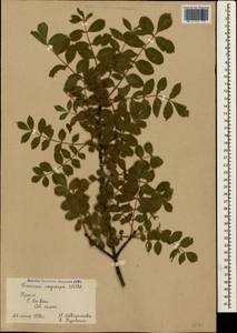 Fraxinus angustifolia subsp. oxycarpa (M.Bieb. ex Willd.) Franco & Rocha Afonso, Crimea (KRYM) (Russia)