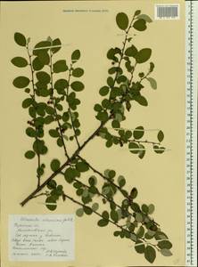 Cotoneaster alaunicus Golitsin, Eastern Europe, Central region (E4) (Russia)