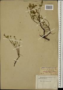 Ziziphora clinopodioides subsp. clinopodioides, Caucasus, Azerbaijan (K6) (Azerbaijan)