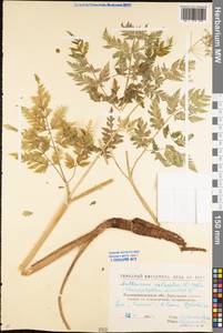 Anthriscus sylvestris (L.) Hoffm., Eastern Europe, North Ukrainian region (E11) (Ukraine)