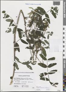 Astragalus frigidus (L.) A.Gray, Siberia, Baikal & Transbaikal region (S4) (Russia)