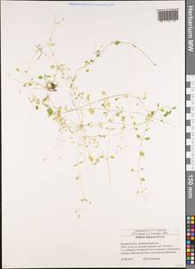 Stellaria alsine Grimm, Eastern Europe, Central region (E4) (Russia)