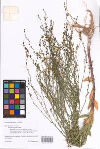 MHA 0 159 245, Linaria genistifolia (L.) Mill., Eastern Europe, Central forest-and-steppe region (E6) (Russia)