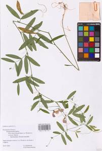 Lathyrus palustris L., Eastern Europe, North-Western region (E2) (Russia)