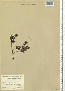 Salix fuscescens Andersson, Siberia, Yakutia (S5) (Russia)