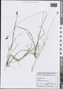 Carex media R.Br., Siberia, Central Siberia (S3) (Russia)