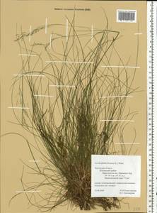 Avenella flexuosa (L.) Drejer, Eastern Europe, Central region (E4) (Russia)