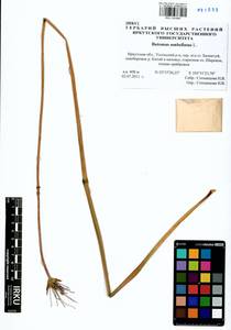 Butomus umbellatus L., Siberia, Baikal & Transbaikal region (S4) (Russia)